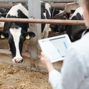 Online Energy Assessment