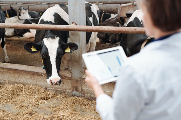 Online Energy Assessment